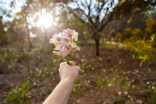 young woman holding a posy of freesia flowers picked in bushland