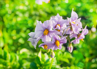 Potato plants with purple flowers in the garden. macro photography
