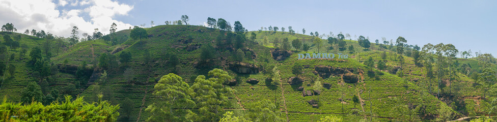 Nuwara Eliya, Sri Lanka - March 10, 2022: Panoramic view of the Damro tea plantations - obrazy, fototapety, plakaty