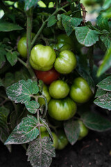 Branch of green tomatoes on a vine. Organic vegetables, tomatoes plants