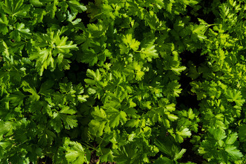 Top view of parsley leaves. Natural green background