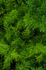 Top view of parsley leaves. Vertical orientation