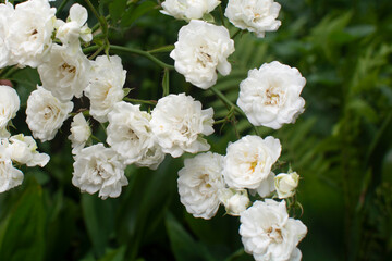 White bush roses in the summer garden. Summer beautiful flowers