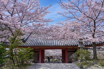満開の桜に囲まれた古い山門の情景＠奈良