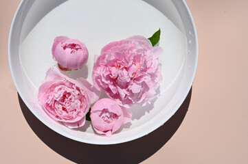 Top view pink peonies in white ceramic bowl of water on pastel surface. Trendy floral background