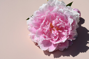 Close up of blossoming flower peony of tender pink color with drops of water on pastel background