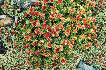 Rhodiola rosea unique rare plant with strong healing effect in Altai mountains. Flowering apothecary plant in highlands