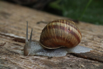 snail on a leaf, a slug is crawling on a wooden floor and there is an ant near it