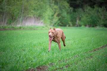 A beautiful purebred pit bull terrier is playing on the field.