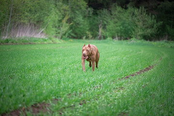 A beautiful purebred pit bull terrier is playing on the field.