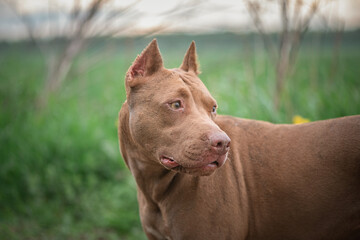 A beautiful purebred pit bull terrier is playing on the field.