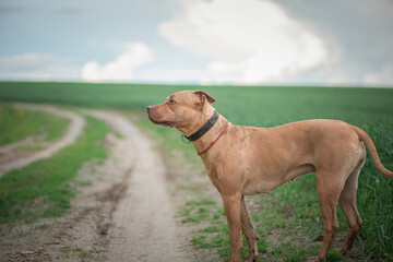 A beautiful purebred pit bull terrier is playing on the field.