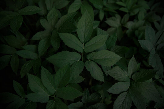High angle view of bush
