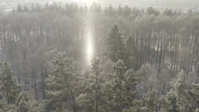 4K ungraded, d-log Beautiful Snowy Forest In Winter Frosty Day. Aerial View Above Amazing Pine Forest During Misty Frozen Morning. Sunrise Sunset Sunshine Sunrays Above Winter Landscape. Scenic View