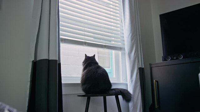 Black house cat looks out of living room window then hears something behind it