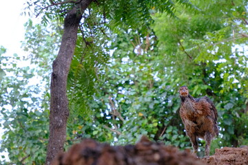 squirrel on a tree