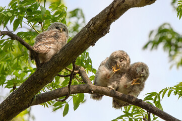 エゾフクロウの子供