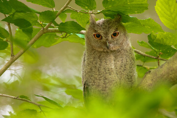 オオコノハズクの子供