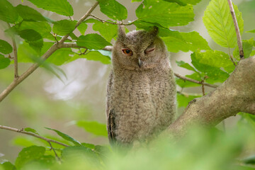 オオコノハズクの子供
