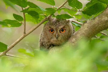 オオコノハズクの子供
