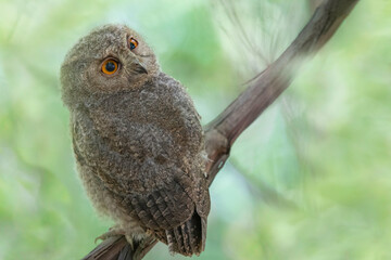オオコノハズクの子供