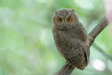 オオコノハズクの子供