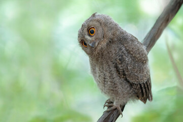 オオコノハズクの子供