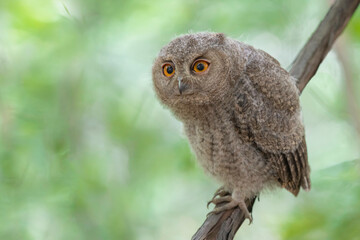 オオコノハズクの子供