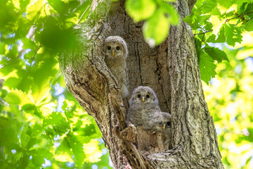 エゾフクロウの子供