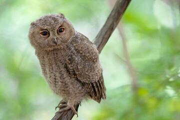 オオコノハズクの子供