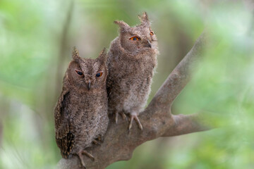 オオコノハズクの子供