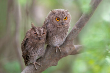 オオコノハズクの子供