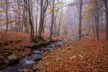 Beech forest in autumn in Montseny mountain, in Catalonia (Spain)