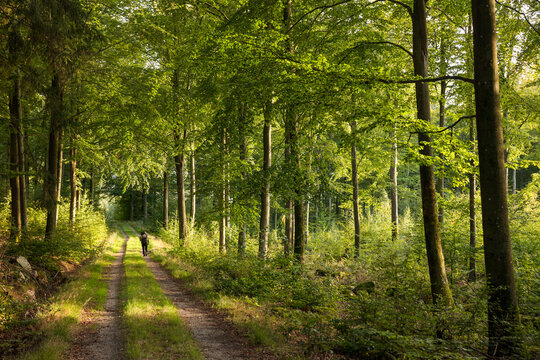 Woman hiking on Skaneleden Trail through forest in Solvesborg Sweden