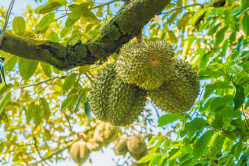 Durian tree, Fresh durian fruit on tree, Durians are the king of fruits, Tropical of asian fruit.