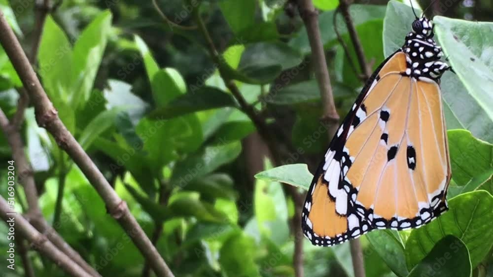 Wall mural monarch butterfly