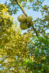 Durian tree, Fresh durian fruit on tree, Durians are the king of fruits, Tropical of asian fruit.