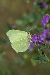Male common brimstone butterfly (Gonepteryx rhamni).