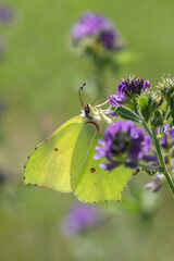 Common brimstone butterfly (Gonepteryx rhamni) in backlight.