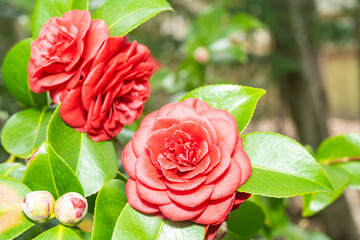 Common camellia