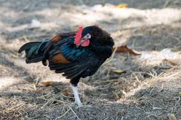 Asia hen or Bantam Chicken looks for food at a plantation farm.
