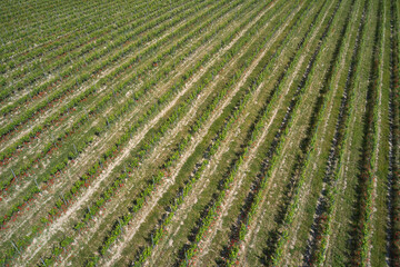 Rows of vineyards with red flowers, top view, in Italy. Vineyard plantation top view. Italian vineyards aerial view. Italian viticulture.
