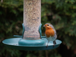 robin at the feeder,rotkehlchen an der futterstelle