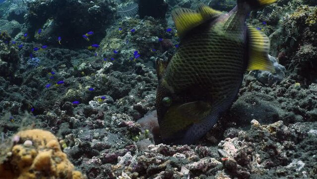 Titan Triggerfish - Balistoides viridescens takes care of a nest. Amazing underwater world of Tulamben, Bali, Indonesia.
