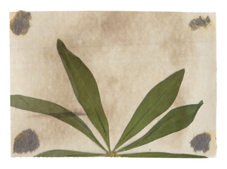Old paper texture with green dry plant leaves isolated