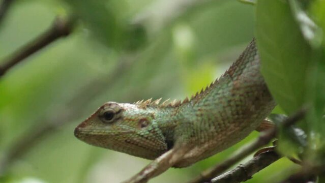 Common Indian Garden Lizard or Oriental garden lizard or Calotes versicolor. It Also known as eastern garden lizard, bloodsucker, changeable lizard (Calotes versicolor) is an agamid lizard.