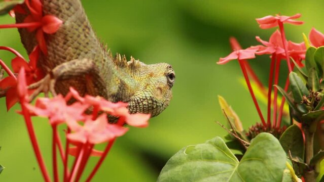 Common Indian Garden Lizard or Oriental garden lizard or Calotes versicolor. It Also known as eastern garden lizard, bloodsucker, changeable lizard (Calotes versicolor) is an agamid lizard.