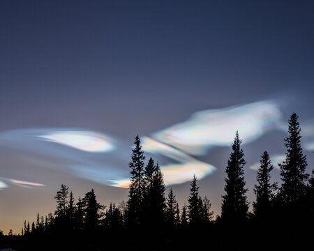 Silhouette of forest under pearl clouds at night