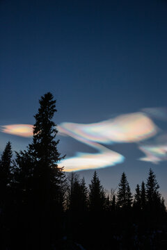 Silhouette of forest under pearl clouds at night