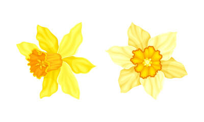 Set of beautiful yellow narcissus flowers vector illustration